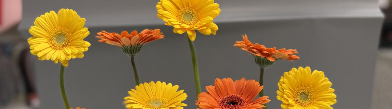 Sensation Flowers and Gifts (S.P.S-L.L.C)